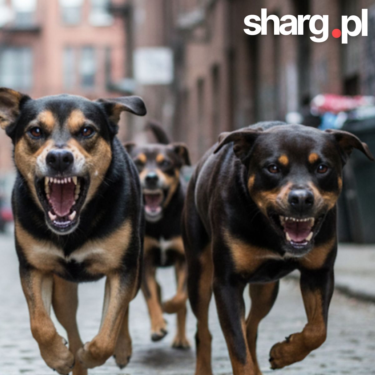 ANTI-DOG Pepper Spray – Effective Protection Against Aggressive Dogs